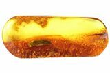Detailed Fossil Beetle (Coleoptera) In Baltic Amber #81658-1